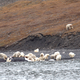 Foto: Alexander Gruzdev, Reserva Natural de la Isla Wrangel.